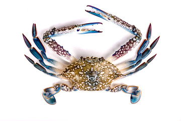 Raw chesapeake blue crab, Blue crab, Blue swimmer crab Or Blue manna crab on white background