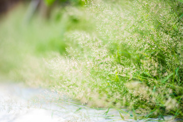 Flower grass blur background