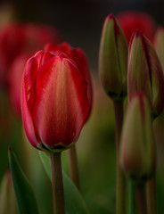 Naklejka premium Skagit Valley 3342