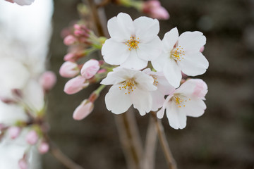 さくら　花見で賑わっていた。