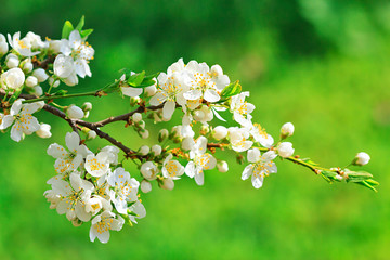 Blooming wild plum tree