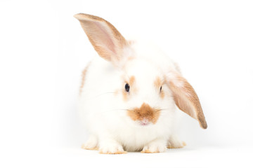 Young rabbit on white background, isolated