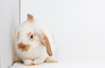 Young rabbit on white background, isolated
