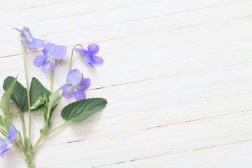 violet flowers on white wooden background