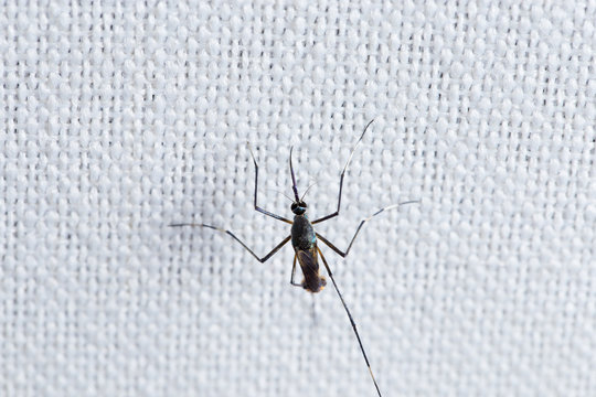 mosquito on white cloth