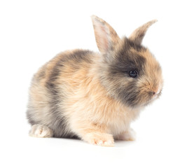 Baby rabbit 1 month old on white background