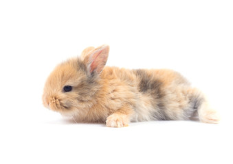 Obraz premium Baby rabbit 1 month old on white background