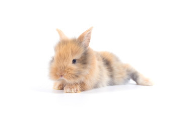 Obraz premium Baby rabbit 1 month old on white background