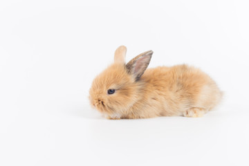 Baby rabbit 1 month old on white background