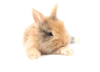 Obraz premium Baby rabbit 1 month old on white background