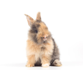 Obraz premium Baby rabbit 1 month old on white background