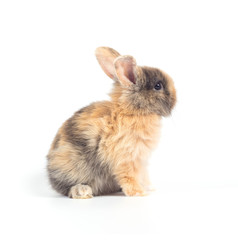 Baby rabbit 1 month old on white background