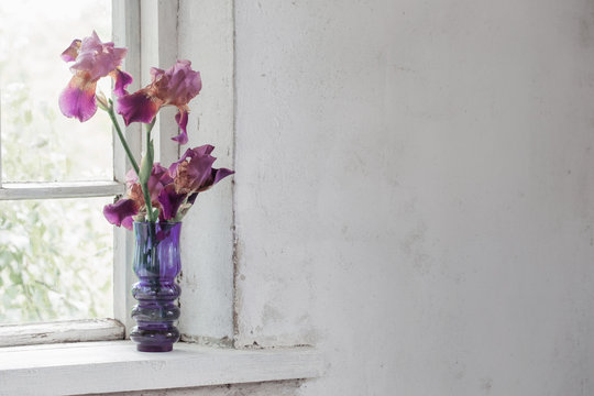 iris in vase on windowsill