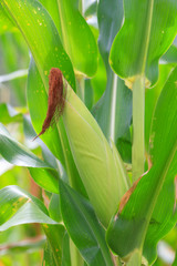 Fresh  young green growing  corn for cultivation of o--rganic in agriculture