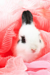 Adorable white and black small Netherlands dwarf rabbit or ND bunny on white background