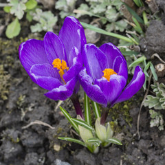 Purple flowers crocus.