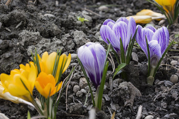 Obraz premium Purple flowers crocus annealed and orange.