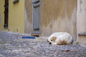 stray dog is sleeping on the street