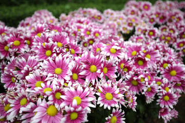 Pink fresh lovely blossom chrysanthymum with green leaves on wood walk in beautiful decorated garden