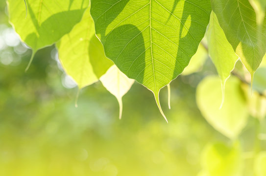 Detail Of Bo Leaf And Back Lighting.