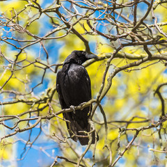 Crow perched in a tree in flower in spring, yellow background
