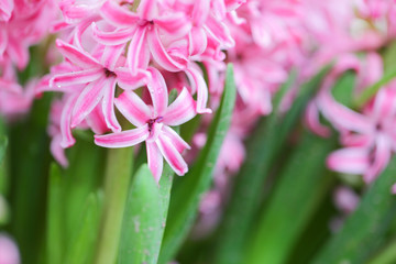 Hyacynths in garden, pink, white, purple wonder smelled flower planted in small pot. Famous for making purfume