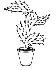 nopal cactus in pot