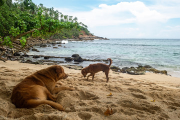 several dogs lying on beach near the ocean in Sri Lanka