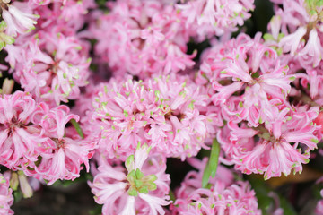 Hyacynths in garden, pink, white, purple wonder smelled flower planted in small pot. Famous for making purfume