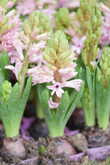 Fototapeta premium Hyacynths in garden, pink, white, purple wonder smelled flower planted in small pot. Famous for making purfume