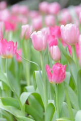 Fototapeta premium Colorful tulip field, summer flowerwith green leaf with blurred flower as background