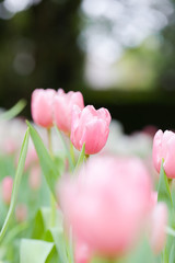 Colorful tulip field, summer flowerwith green leaf with blurred flower as background