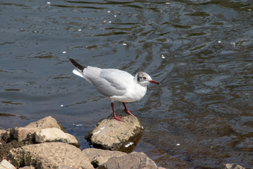 Waterfowl at the Ebi River in Funabashi City, Chiba Prefecture, Japan