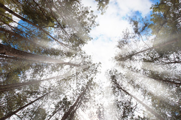 Pine tree with blue sky from ant's eye view photography