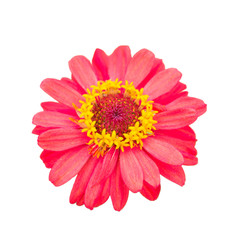 Red blossom gerbera isolated on white background
