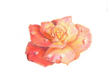 Illustration of Old-rose rose with clear water drop on blossom petal  by color pencil hand drawing technique on white paper with black wire book