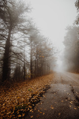 Beautiful view of a road in the middle of fog, with trees at the sides and leaves on the ground
