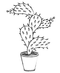 nopal cactus in pot