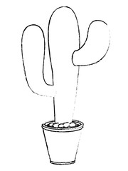 nopal cactus in pot
