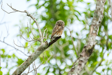 The Owl catches the branches.