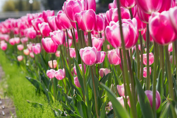 Fototapeta premium 春に空に向かって咲く花壇のチューリップ