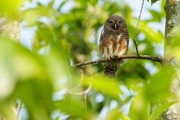 The Owl catches the branches.