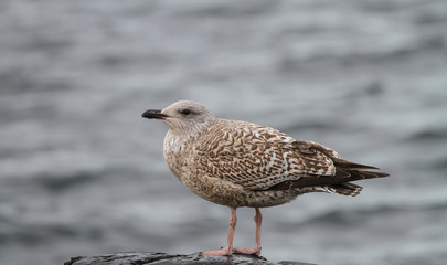 Seagull in Northern Norway