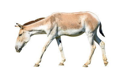 Turkmenian kulan (Equus hemionus kulan) isolated on a white background.