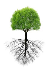 Poster Green spring tree with a root isolated on white background. © vencav