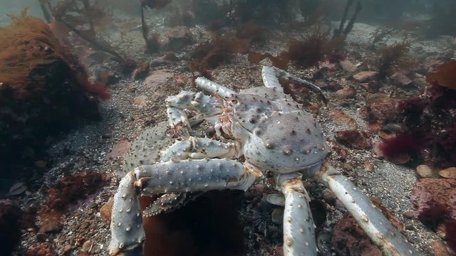 Pairing Giant King crabs in underwater nature in clean transparent water walks on cold seabed Barents Sea. Diving and unique footage on background of blue marine in Arctic ocean. Wildlife video.