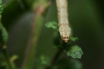 Head of a Peppered Moth caterpillar 'Biston betularia'