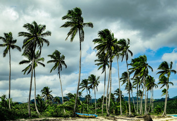 Fototapeta na wymiar Palm trees and fishing boat on the shore on Rincon Beach, The Dominican Republic.