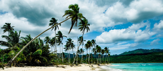 Palm trees hanging over sandy beach in the Caribbean