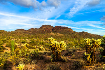 Vulture Peak and cholla cacti dominate the landscape of the Vulture Peak area in Wickenburg, Arizona, in the early Spring.